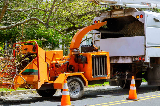 Professional Tree Removal and Landscaping Services in Indian Shores, FL